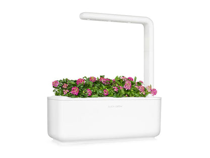Click & Grow - Smart Garden Refill Sweet Alyssum - Starter do Uprawy z Nasionami - Lobularia Nadmorska