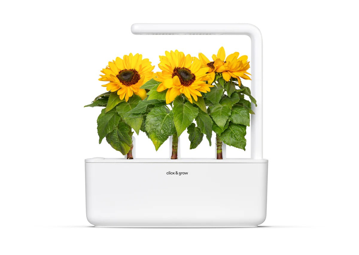 Click & Grow - Smart Garden Refill Mini Sunflower - Starter do Uprawy z Nasionami - Słonecznik Zwyczajny