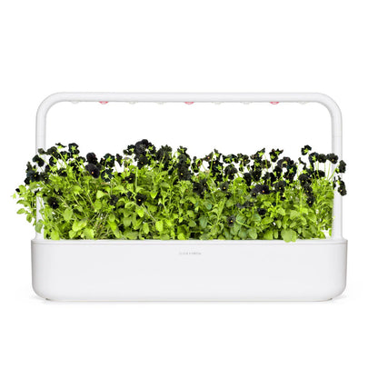 Click & Grow - Smart Garden Refill Black Pansy - Starter do Uprawy z Nasionami - Czarny Fiołek Rogoaty