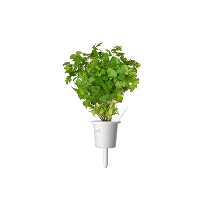Click & Grow - Smart Garden Refill Common Parsley - Starter do Uprawy z Nasionami - Pietruszka Zwyczajna