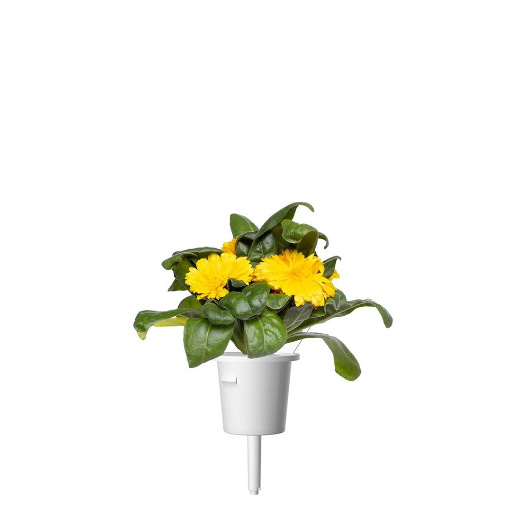 Click & Grow - Smart Garden Refill Calendula - Starter do Uprawy z Nasionami - Nagietek Lekarski