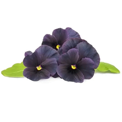 Click & Grow - Smart Garden Refill Black Pansy - Starter do Uprawy z Nasionami - Czarny Fiołek Rogoaty