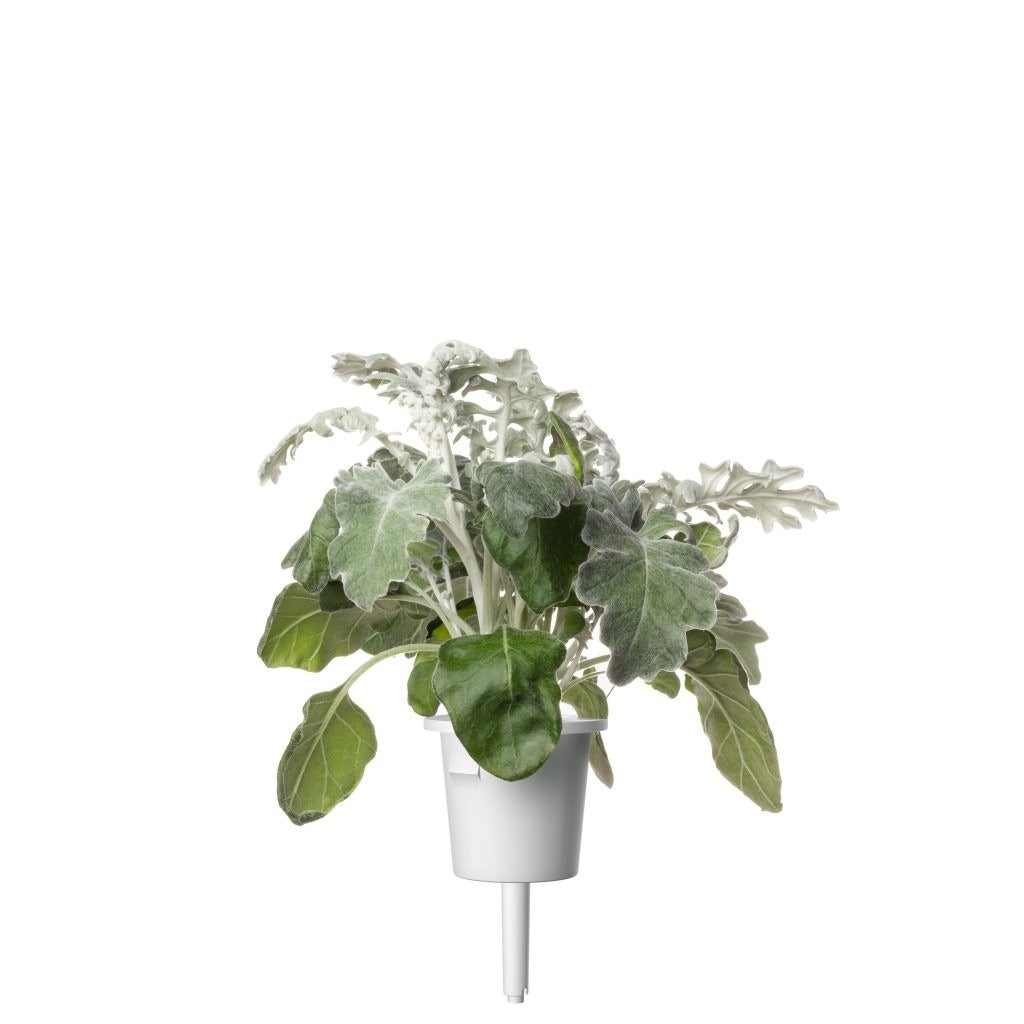 Click & Grow - Smart Garden Refill Dusty Miller - Starter do Uprawy z Nasionami - Starzec Popielny