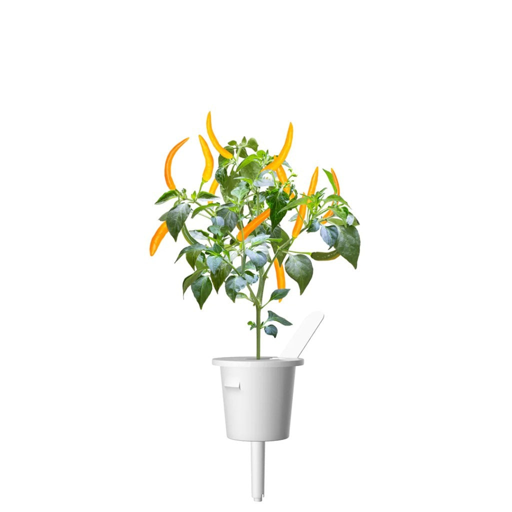 Click & Grow - Smart Garden Refill Yellow Chili Pepper - Starter do Uprawy z Nasionami - Żółte Papryczki Chili