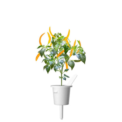 Click & Grow - Smart Garden Refill Yellow Chili Pepper - Starter do Uprawy z Nasionami - Żółte Papryczki Chili