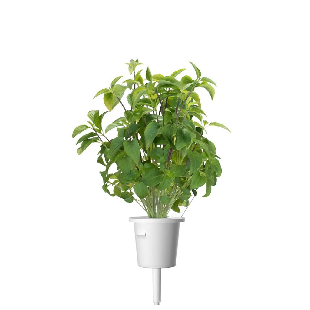 Click & Grow - Smart Garden Refill Thai Basil - Starter do Uprawy z Nasionami - Bazylia Tajska