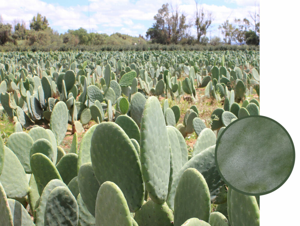 Orbitkey - Key Organiser Cactus - Organizer do Kluczy ze Skóry Kaktusa