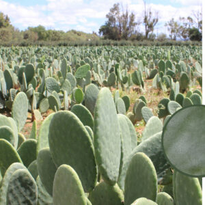Orbitkey - Key Organiser Cactus - Organizer do Kluczy ze Skóry Kaktusa